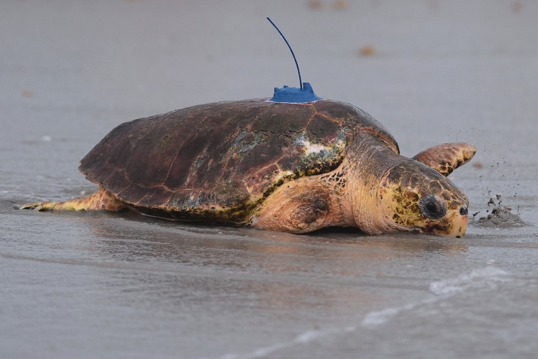 A loggerhead sea turtle crawls back into the Atlantic Ocean after being treated and released in Marinelife Center, Florida, US. (AFP)