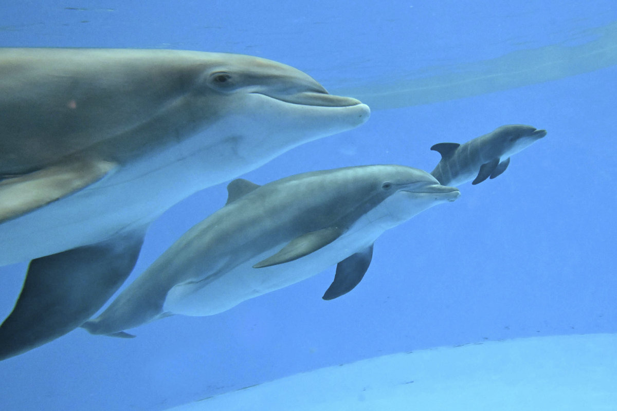 Video shows dolphin calf birth and first breath at Chicago zoo. Mom’s friend helped