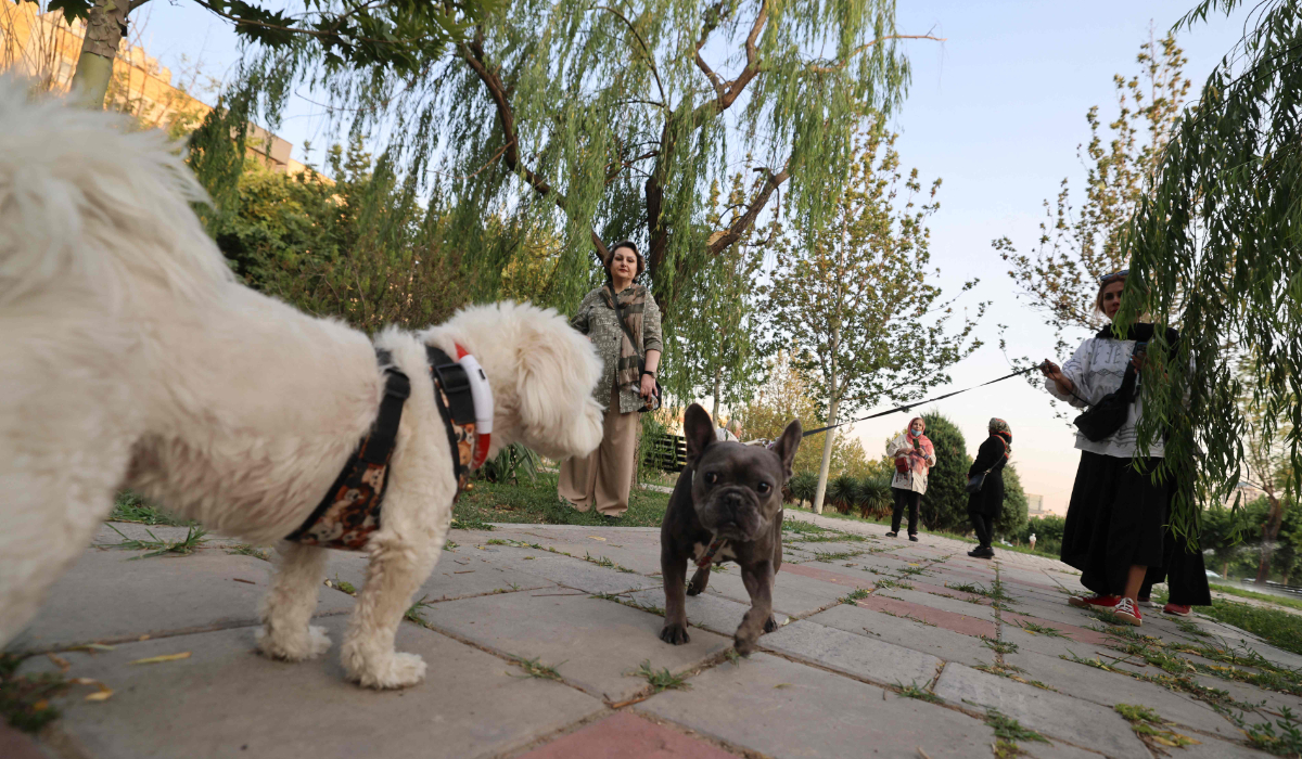 Iranians walk their dogs in a park in Tehran on June 8, 2025. (AFP)