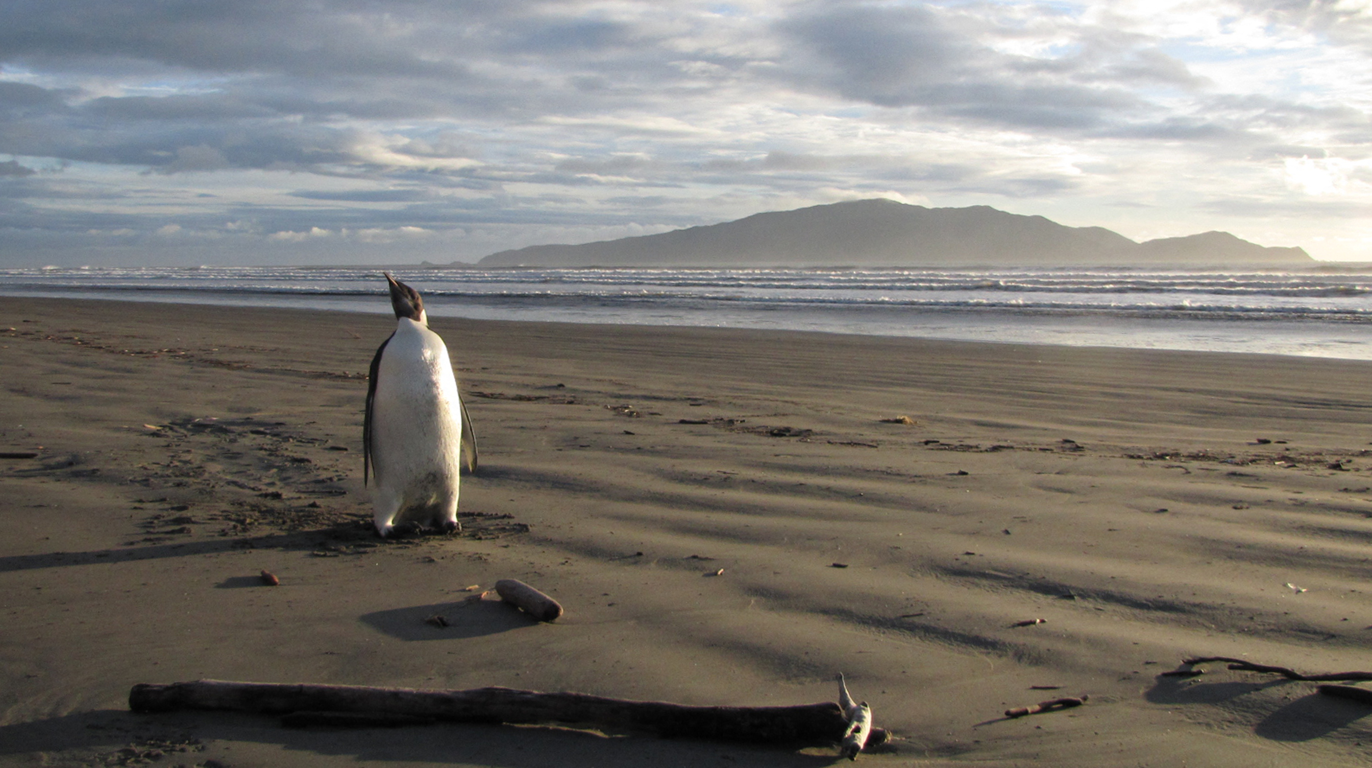 Emperor penguin populations falling ‘faster than we thought’: researchers