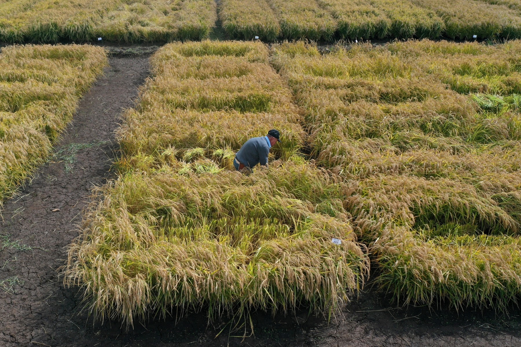 Food grown nearby tends to be grown in a way that fits with the local climate and is less harmful to the environment. (AFP)
