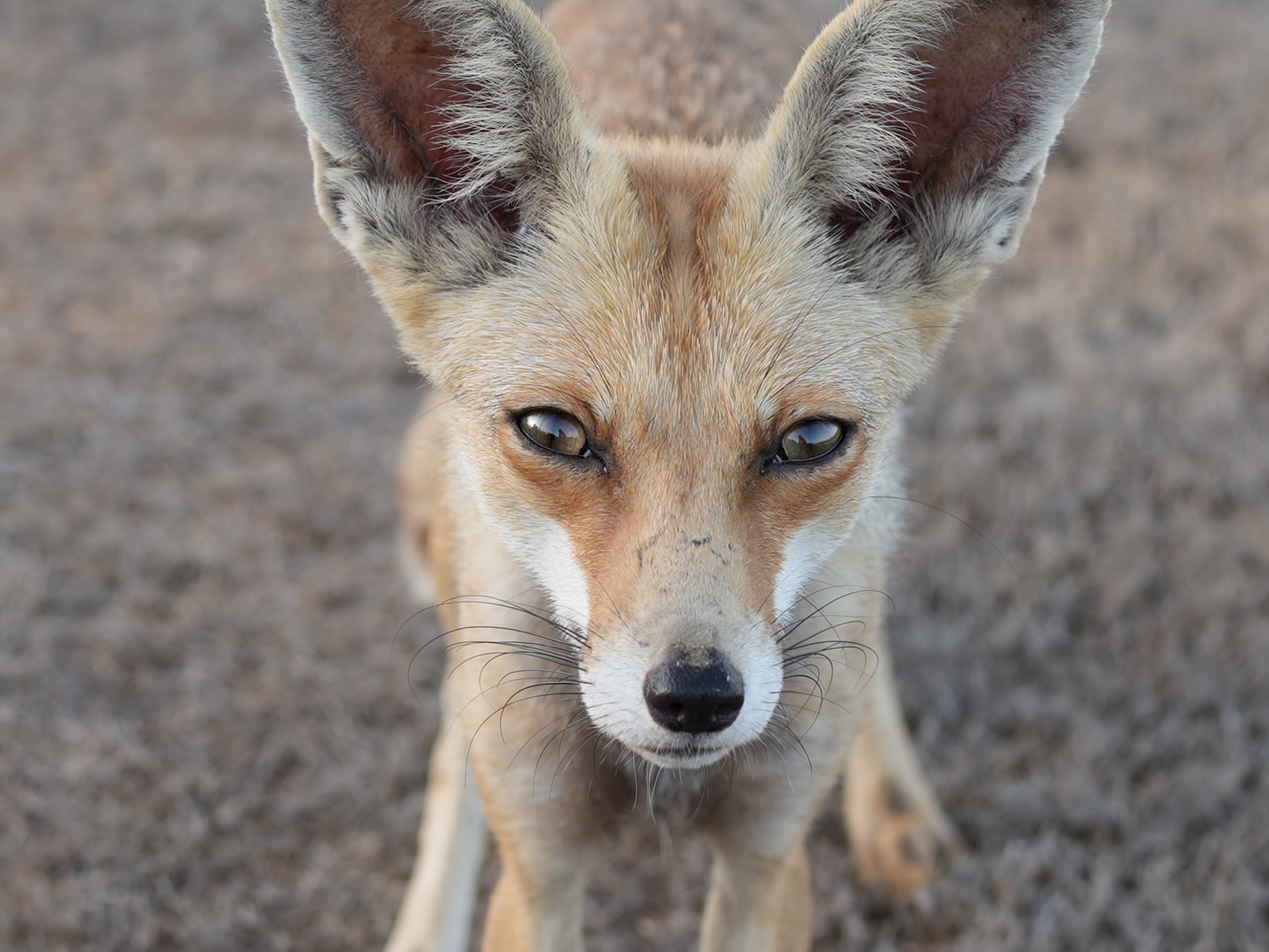 The Lebanese Emirati artist has walked the edges of a golf course near her home for Blue, the fox. (Noura Ali-Ramahi)