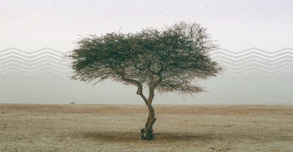 The world needs to restore approximately 1.5 billion hectares of land by 2030 to combat desertification and build a sustainable future, according to the UN. (@MEWA_KSA)