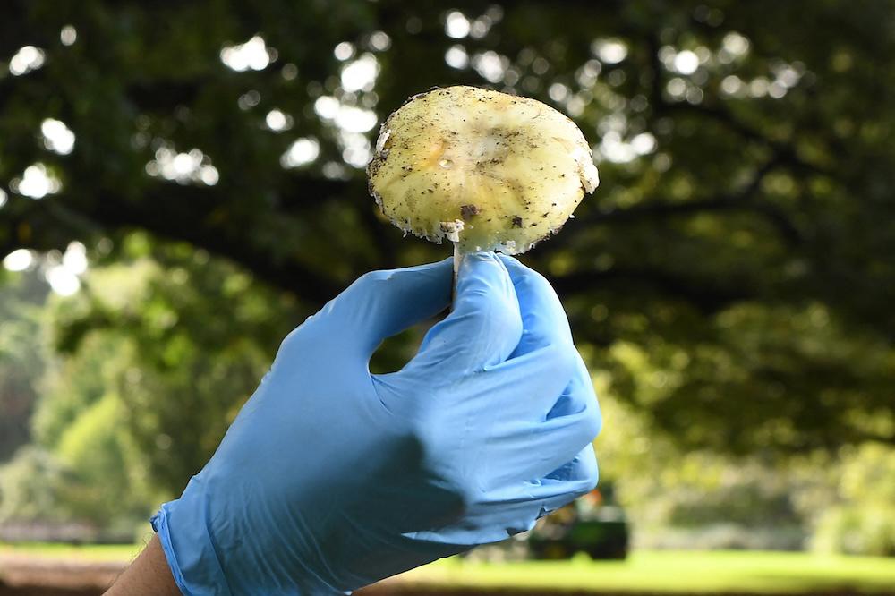 Erin Patterson ‘loved’ mushrooms, her defense counsel said, explaining why she visited a website listing locations of death cap mushrooms near where she lived. (AFP file photo)