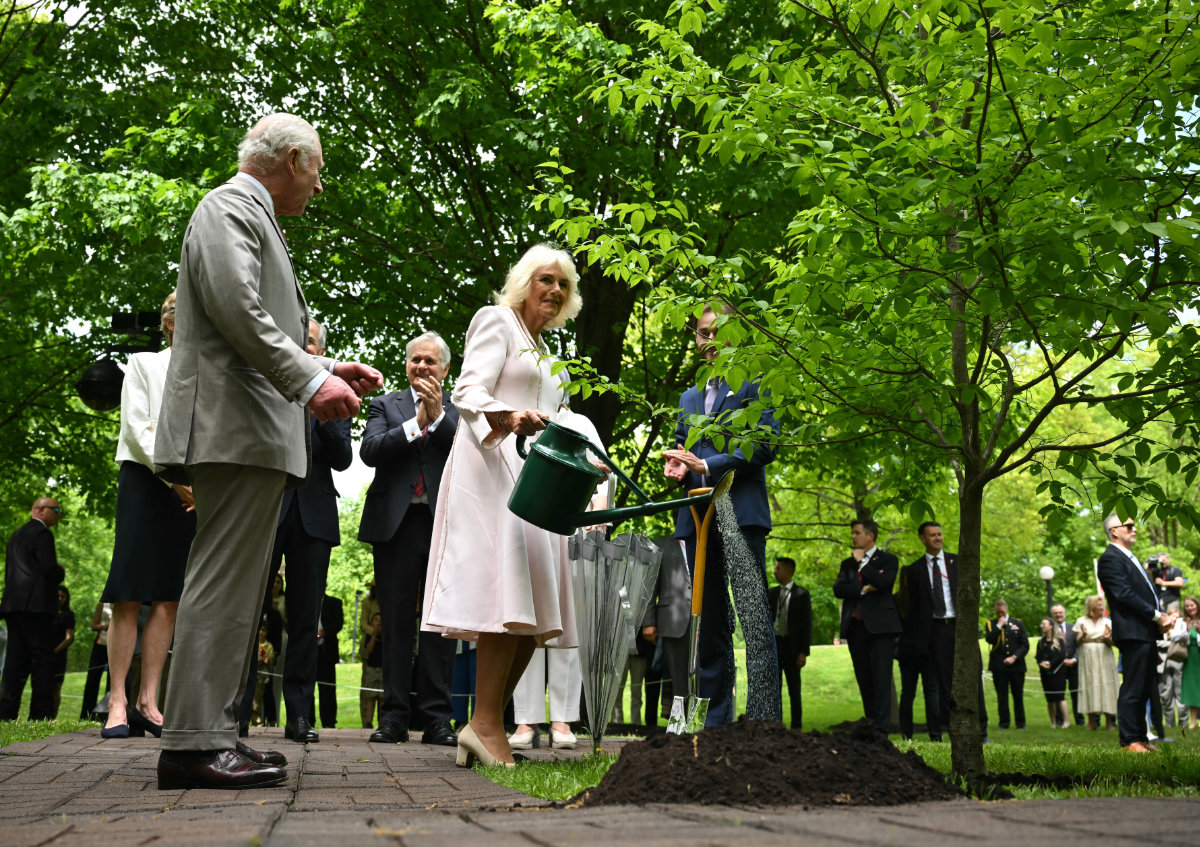 New study says planting trees alone to offset effects of fossil fuels is not enough