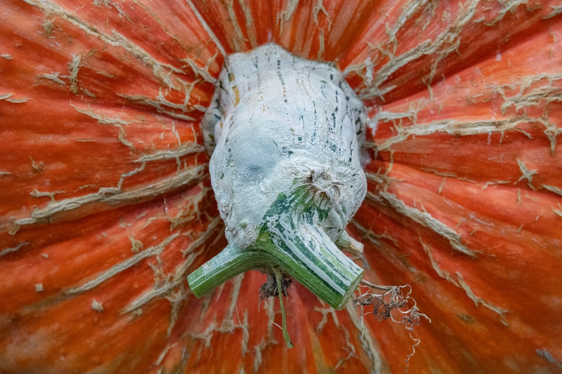 Recorded health benefits of eating pumpkin include enhanced vision and better immunity. (FILE/AFP)