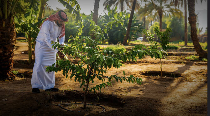 Taif Municipality launched the “Neighborhood Friends” initiative to establish a volunteer team to plant trees around housing units in the Taif governorate and identify the needs of occupants. (SGI)
