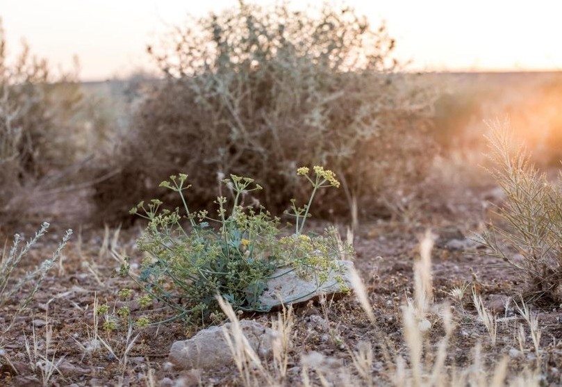 Hazaa plant flourishes in Saudi Arabia’s northern deserts