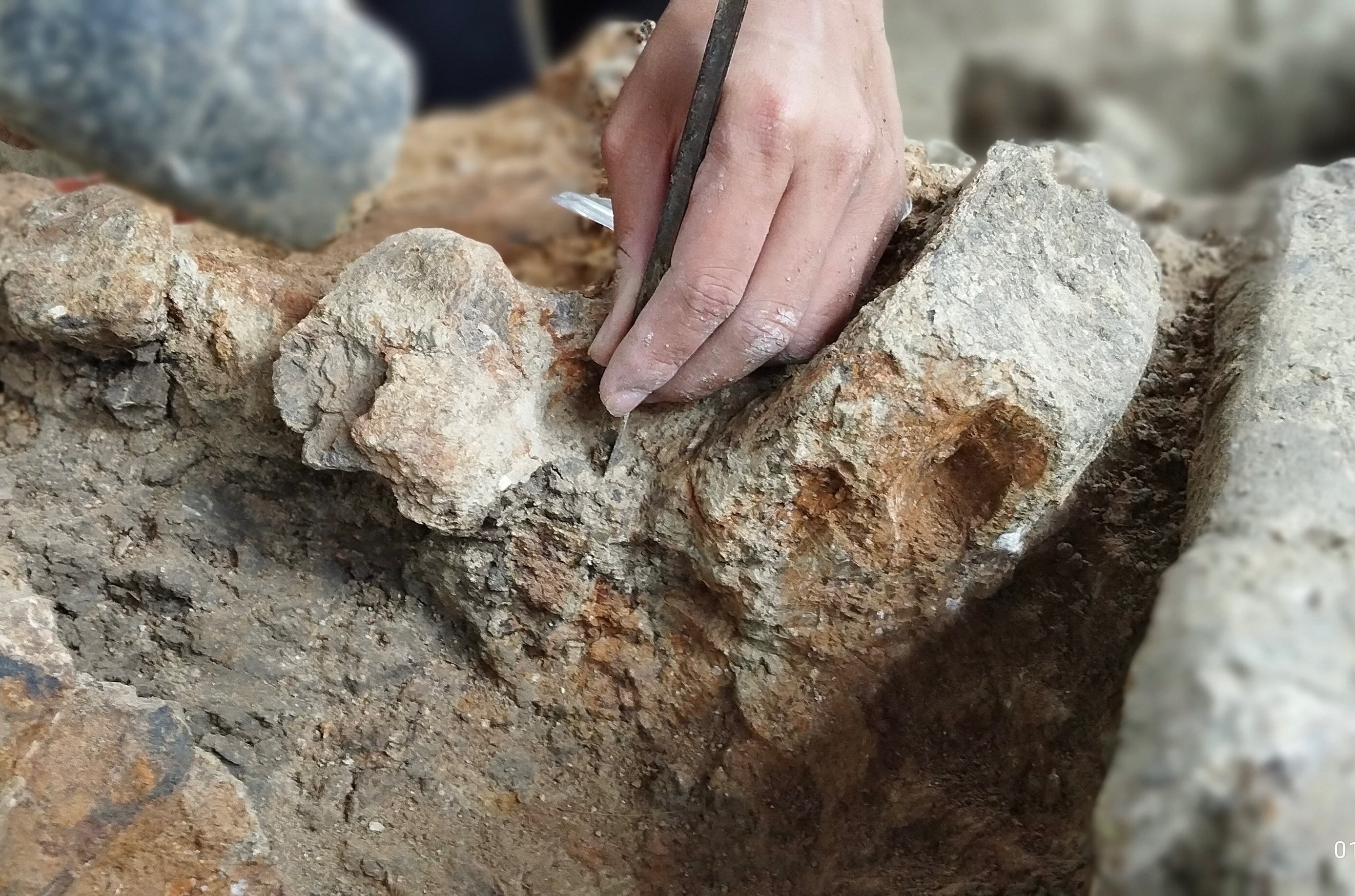 In this undated photo, an Indonesian researcher excavate a site in Patiayam, Central Java to unearth prehistoric elephant fossils. (Ruly Fauzi/CPAS)