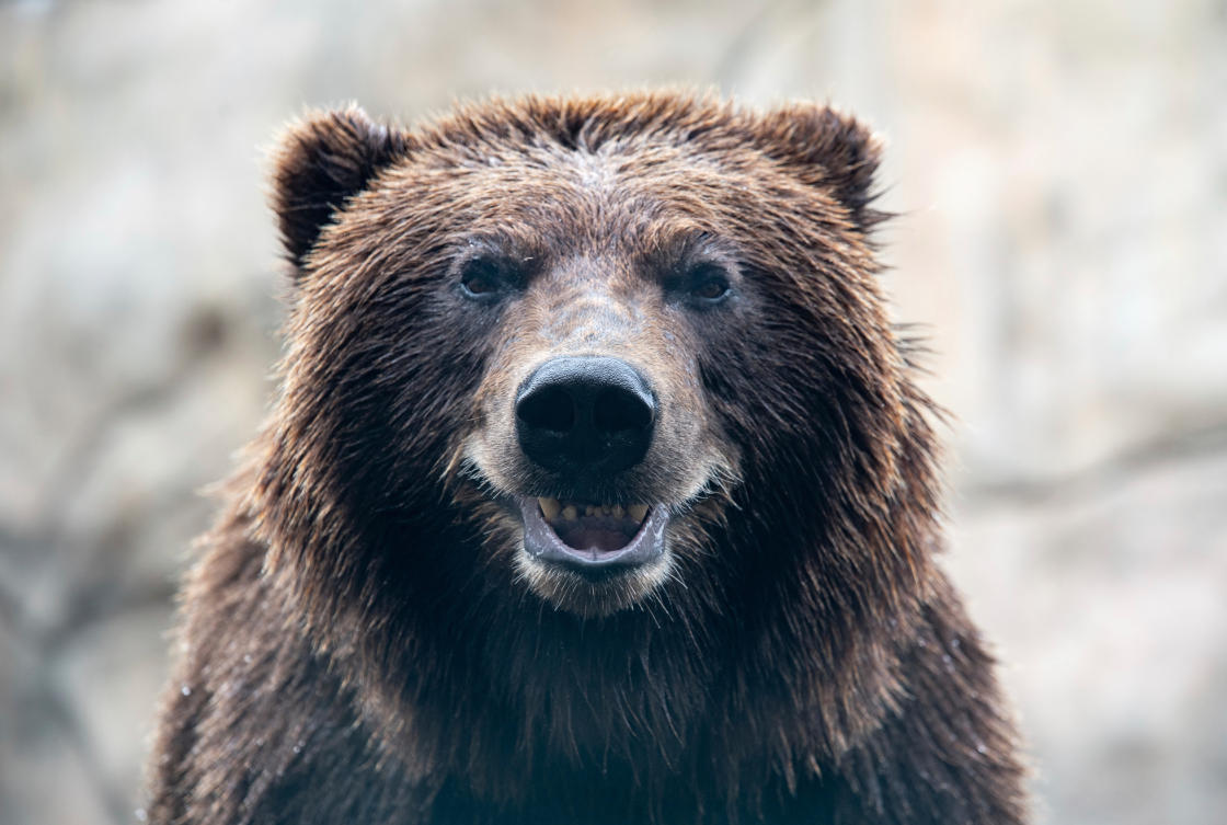 An Alaskan brown bear has a new shiny smile after getting a huge metal crown for a canine tooth