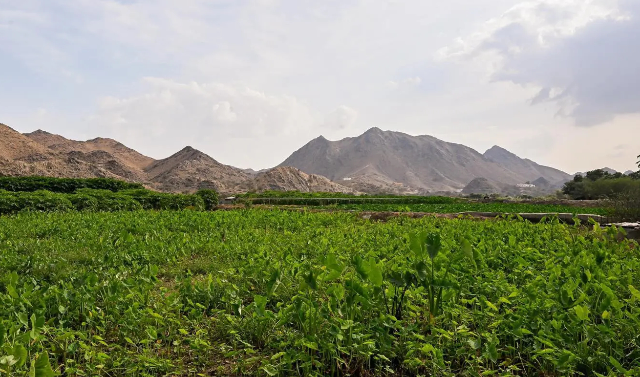 The program is a part of efforts to promote economic and social stability in rural areas and support agricultural workers and families involved in cottage industries. (SPA/File)