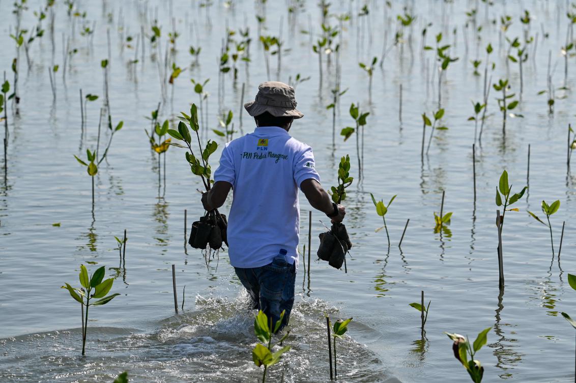 A volunteer plants mangrove seedlings at a beach that was devastated by the boxing day 2004 Indian Ocean earthquake and tsunami at Kajhu on the outskirts of Banda Aceh on June 26, 2025. (AFP)