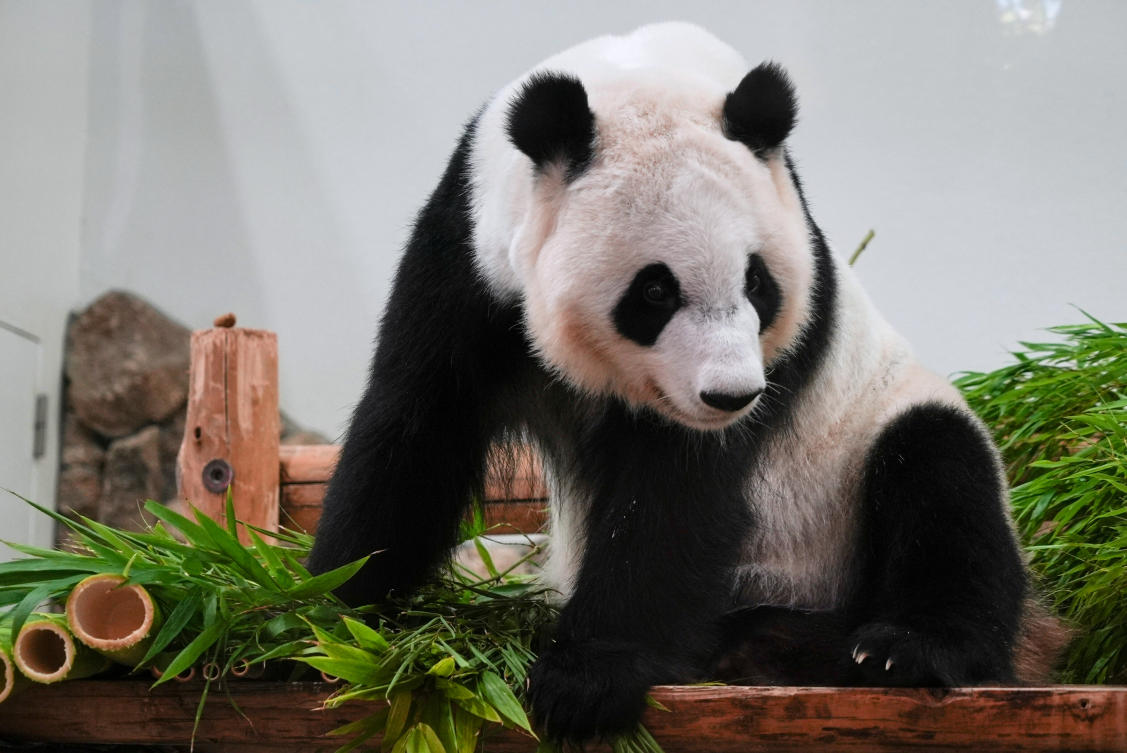 Fans bid teary farewell to four giant pandas at a zoo in Japan before their return to China
