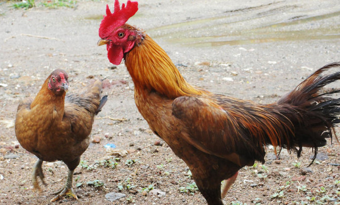Roosters banned in north Lebanese village over loud squawking