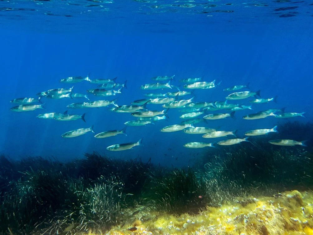 Nations will be under pressure to deliver more than just rhetoric at a UN oceans summit in France next week, including much-needed funds to better protect the world’s overexploited and polluted seas. (AFP)