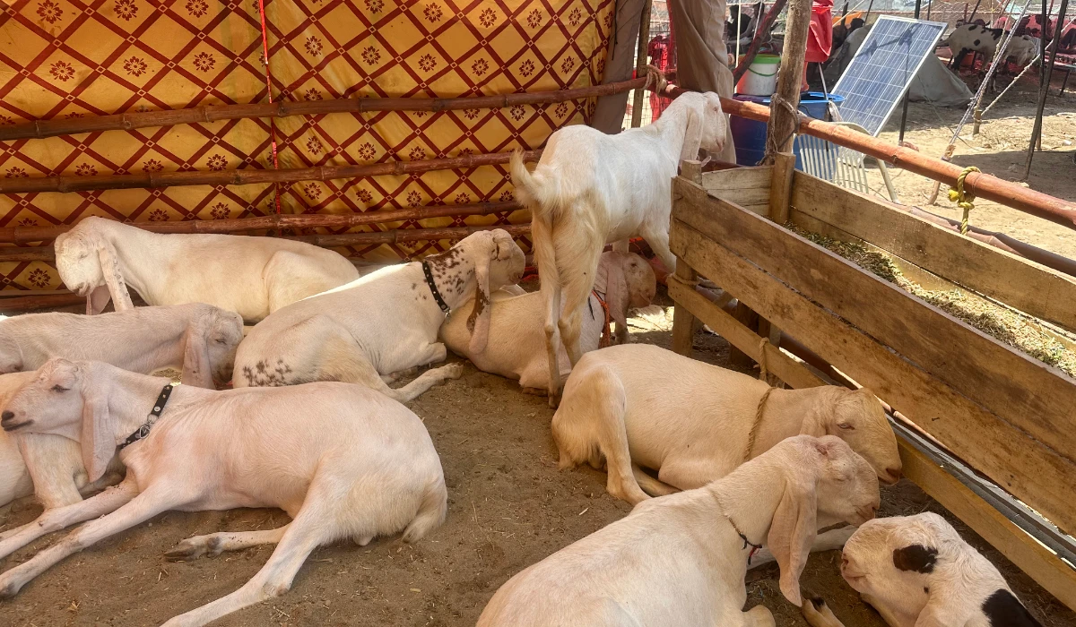 The picture taken on June 3, 2025, shows Rajanpuri goats in a cattle market in Islamabad, Pakistan. (AN Photo)