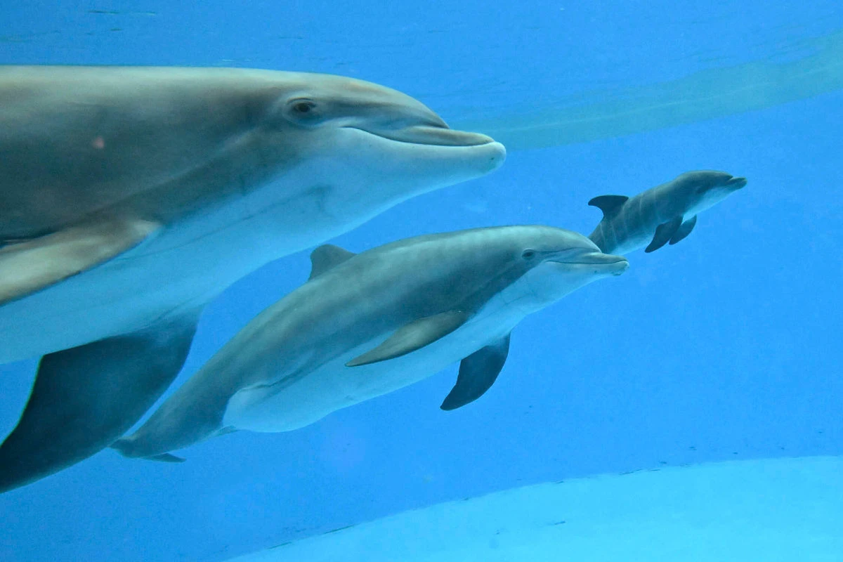 This photo provided by Brookfield Zoo Chicago, bottlenose dolphins "Allie" with "Tapeko" are joined by the newly born calf at the Brookfield Zoo Chicago on June 7, 2025. (AP)