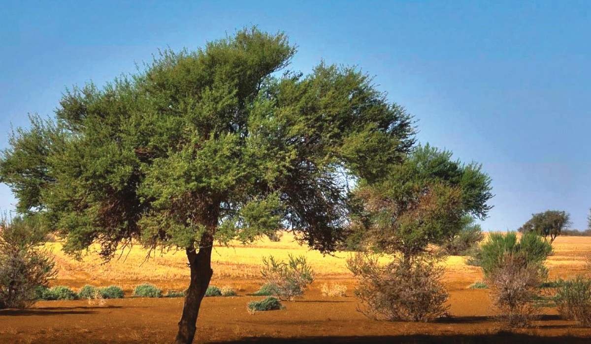 The Imam Abdulaziz bin Mohammed Royal Reserve is undertaking extensive restoration efforts, planting hundreds of thousands of trees, particularly Acacia, across its vast 91,500-square-kilometer area. (SPA)