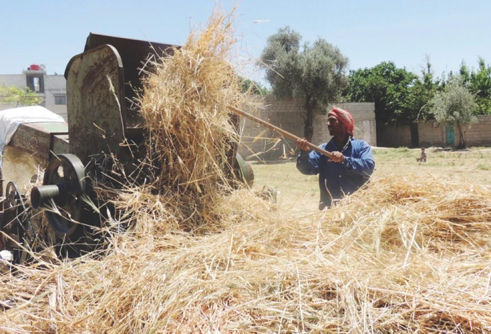 A Syrian farmer harvests wheat crop in Arbeen, a suburb of Ghouta. (Reuters)