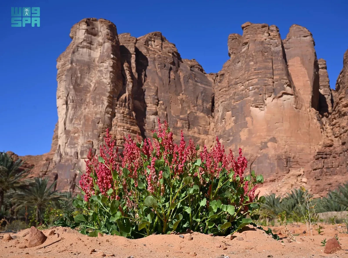 It is a tough plant that grows well in sandy, dry areas with very little water. It can survive harsh desert conditions and still remain green. (SPA)