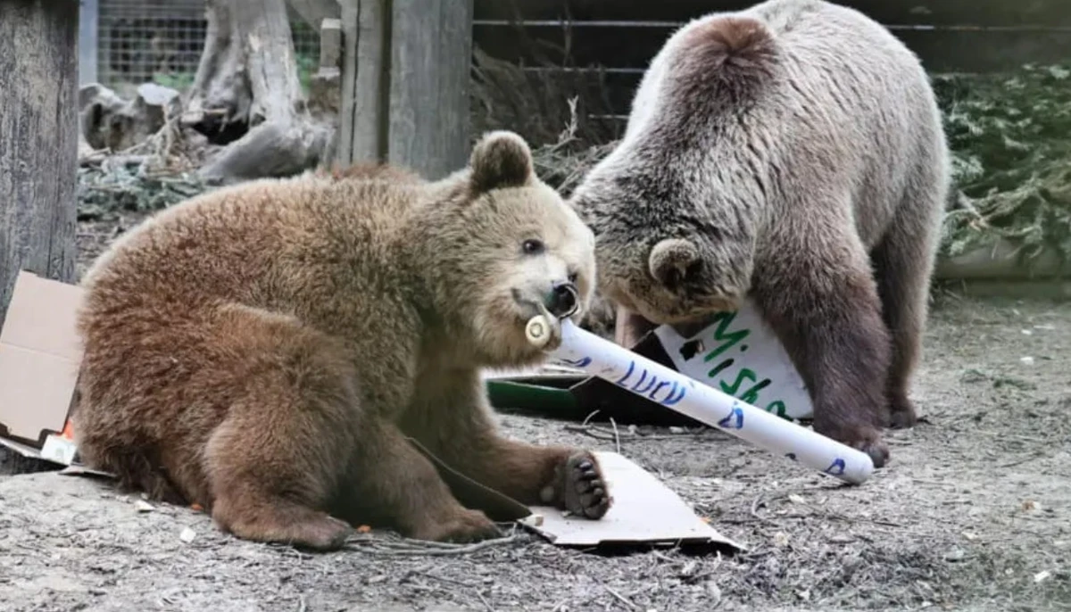 Two young bears escaped from their enclosure at a UK wildlife park and devoured a week's worth of food store honey before falling asleep, the attraction said on Tuesday. (X/@eyeonlondon_)
