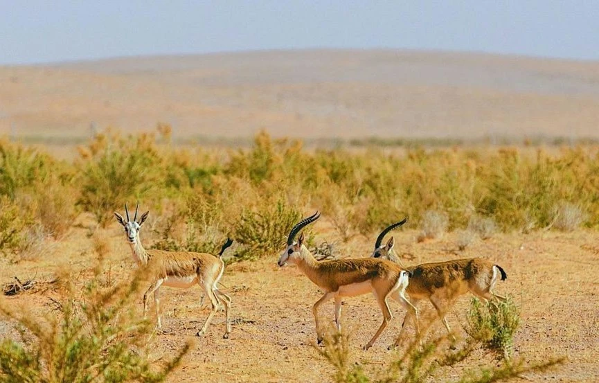 The National Center for Wildlife and the Royal Reserves Council have launched initiatives to reintroduce gazelles into their natural habitats. (SPA)