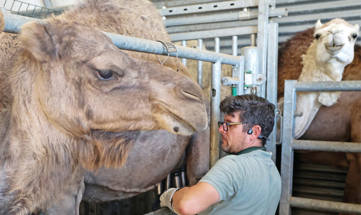 Julien Job, a 43-year-old atypical breeder, milks a camel in Feignies, northern France. (AFP)
