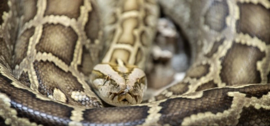 Snakes on a plane bound for India, again