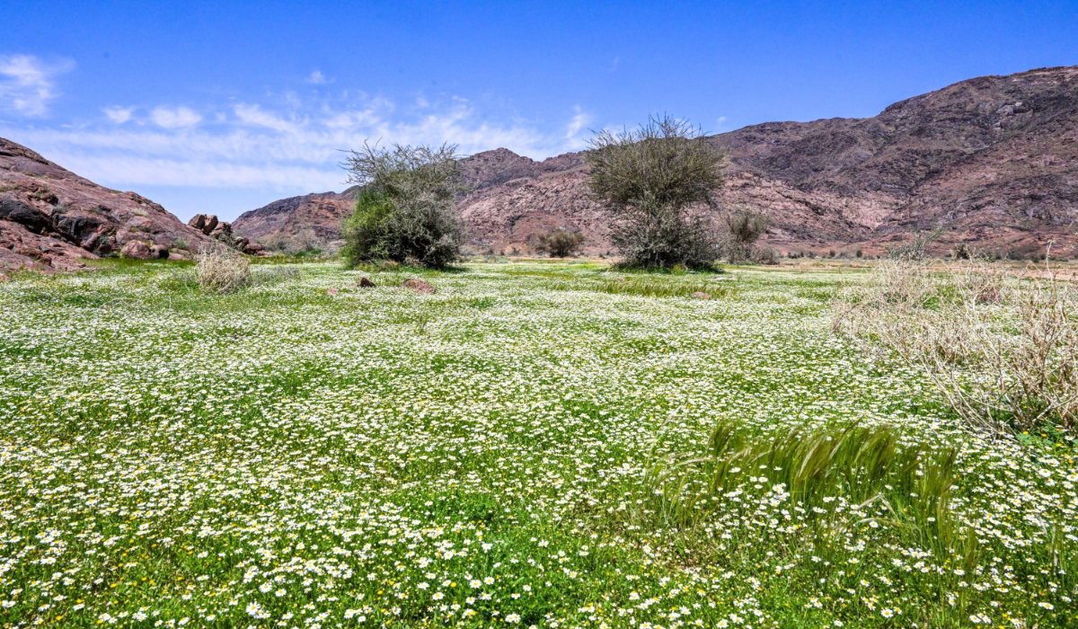 The initiative aims to strengthen funding for environmental efforts and provide incentives for standout projects. (SPA)