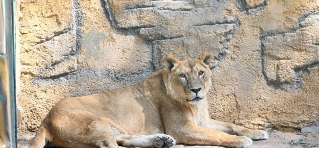A lion is seen at Gaziantep Wildlife Park, one of the largest zoos in Turkiye. (AFP)