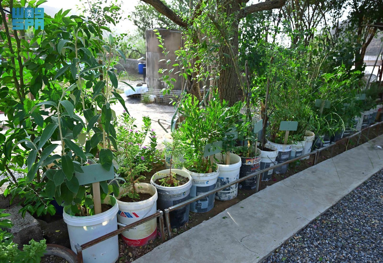 On the edge of his farm near the valley, Al-Hadi has replanted more than 68 species of local trees and plants that were once rare or threatened. (SPA)