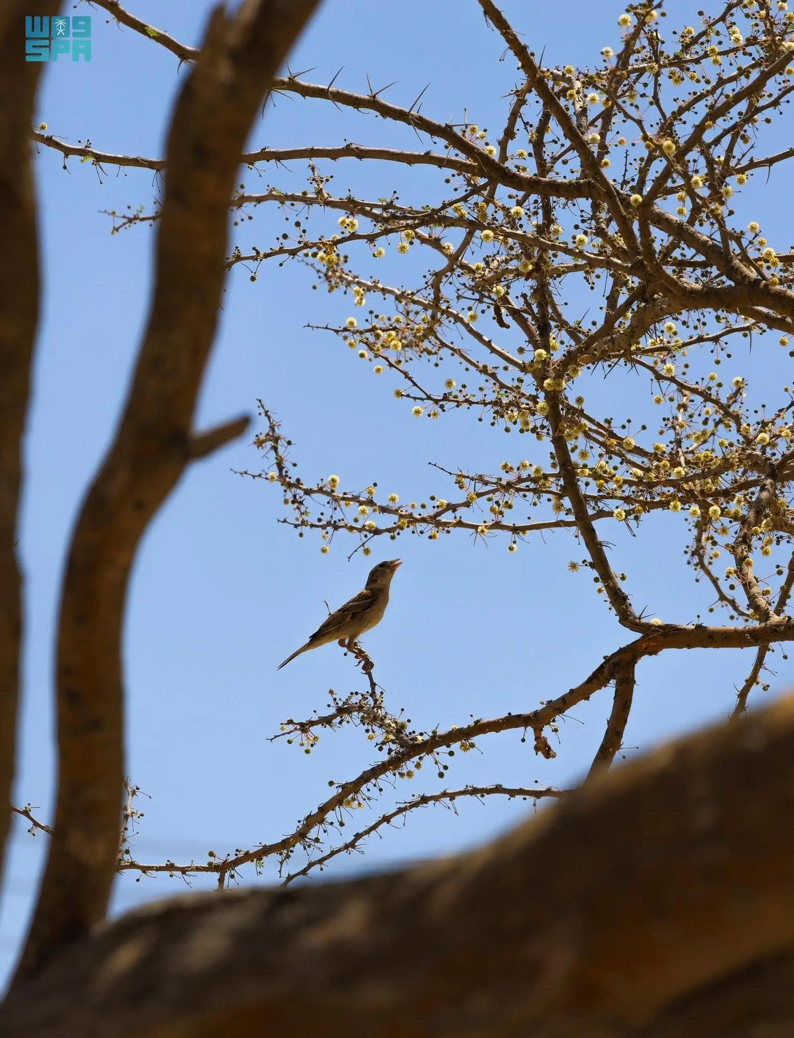 Umbrella thorn acacia is vital ecological asset in Tabuk