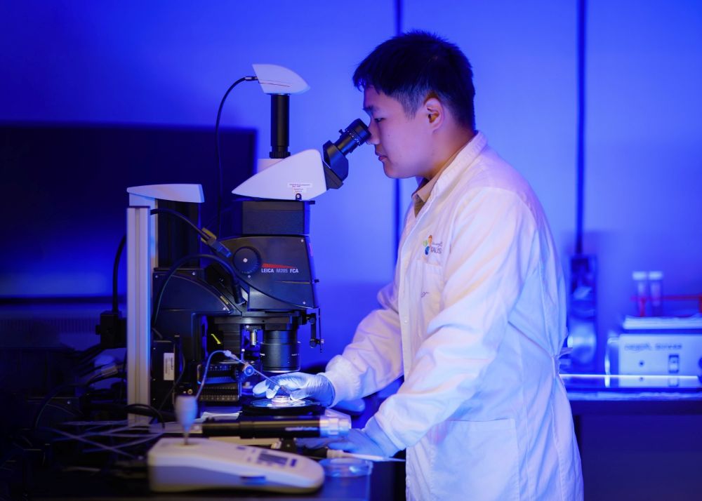 KAUST announced the design of its new advancement called deepBlastoid, aiming through it to study the development of the human embryo under artificial laboratory conditions. (Supplied)