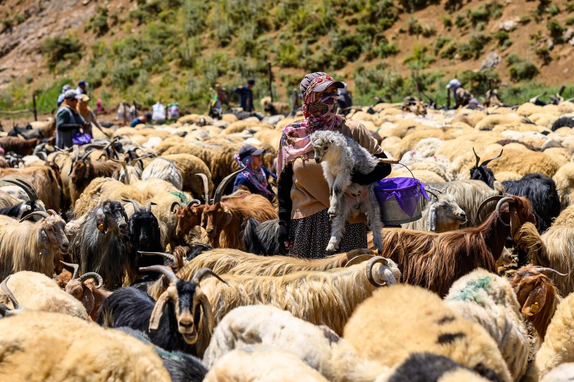 A Kurdish farmer carries a lamb amid a flock of sheep in the mountains of Turkiye’s southeastern Hakkari province on July 12, 2025. (AFP)
