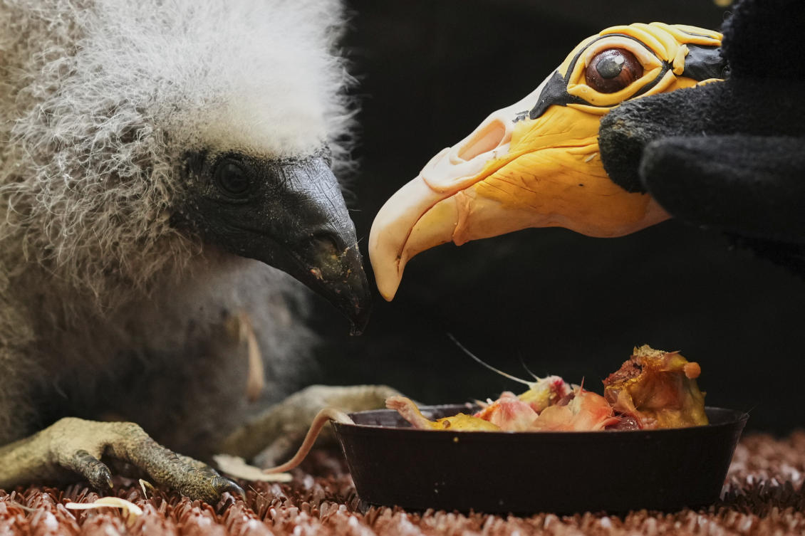 Zookeepers in Prague turn into puppeteers to save baby vultures