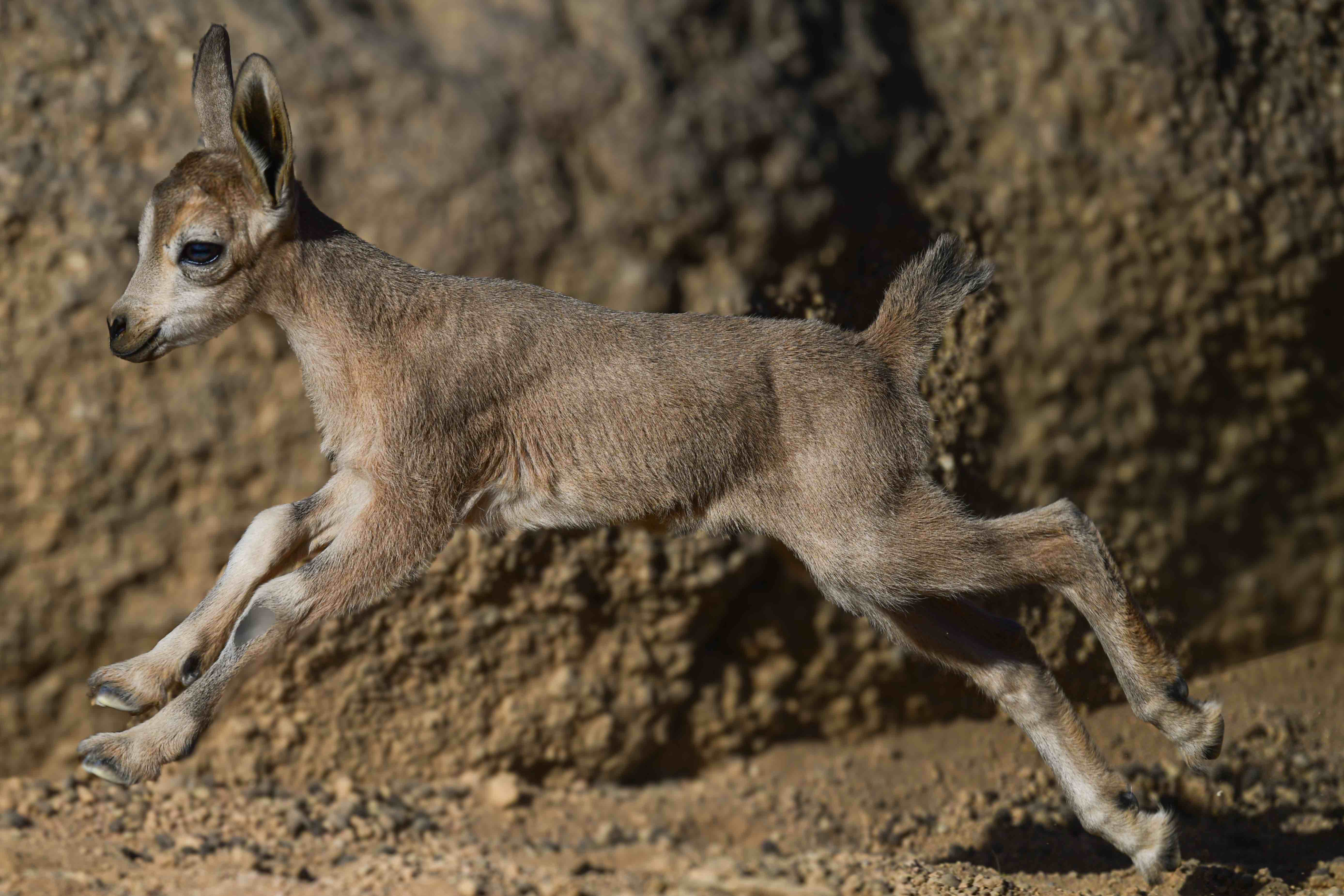 Saudi royal reserve welcomes two Nubian ibex
