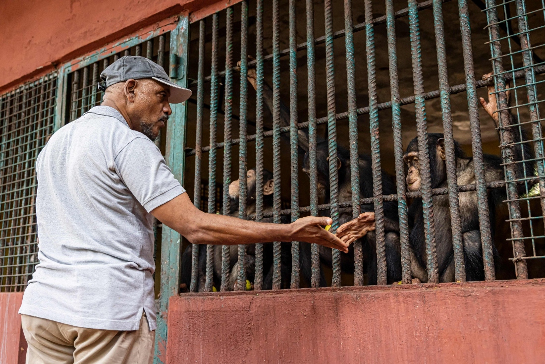One man’s 30 years of toil to save Sierra Leone’s orphaned chimps