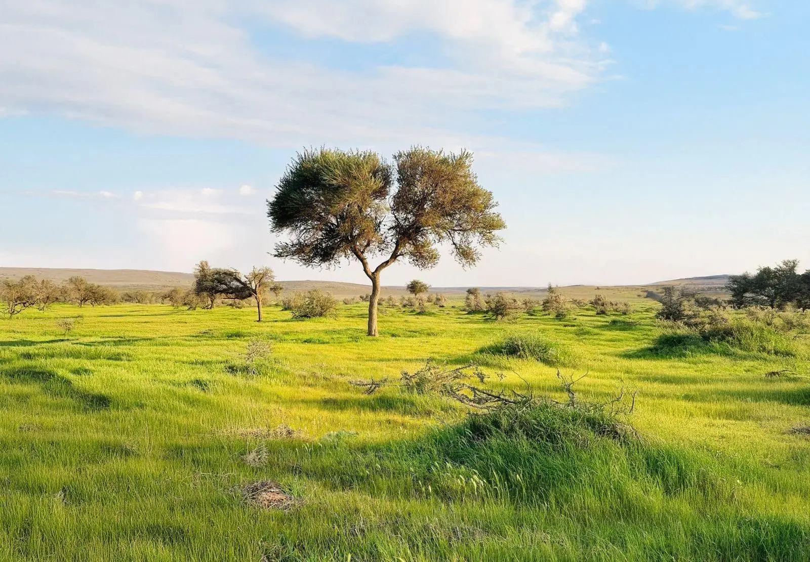 The Imam Turki bin Abdullah Royal Reserve is the second-largest royal reserve, home to 138 wildlife species and 179 plant species. (FILE/SPA)