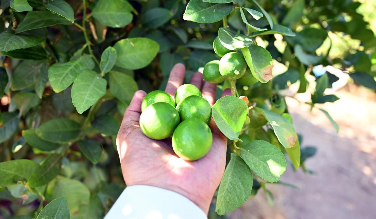 As well as commercial harvesting, many people grow Abu Zuhair lemons at home for their fragrance. (SPA)