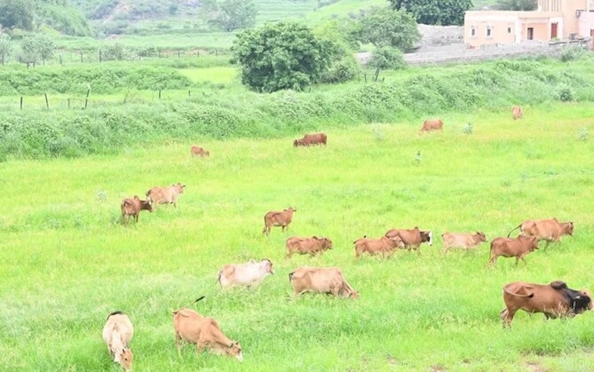 The program reviewed last year’s efforts in digital management of intensive livestock farms. (SPA)
