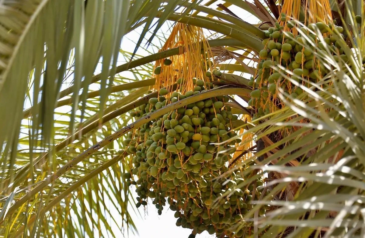 Qassim region is abuzz as the early date harvest begins, yielding more than 50 varieties and filling local markets. (SPA)