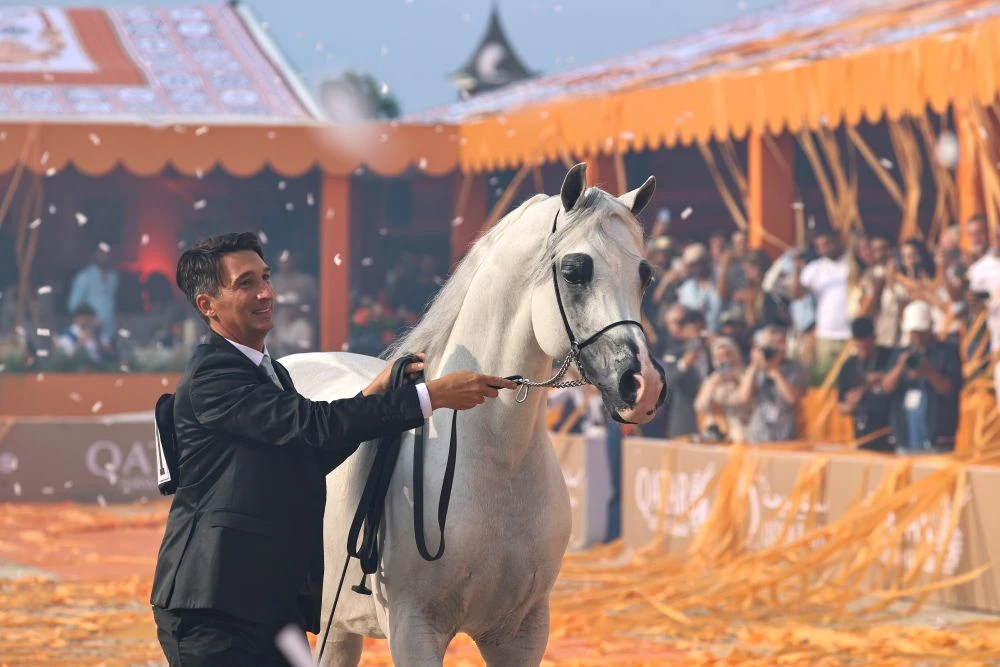 Handler Paolo Capecci presents the Senior Stallion Gold Champion at GCAT Valkenswaard 2024. (Global Champions Arabians Tour)