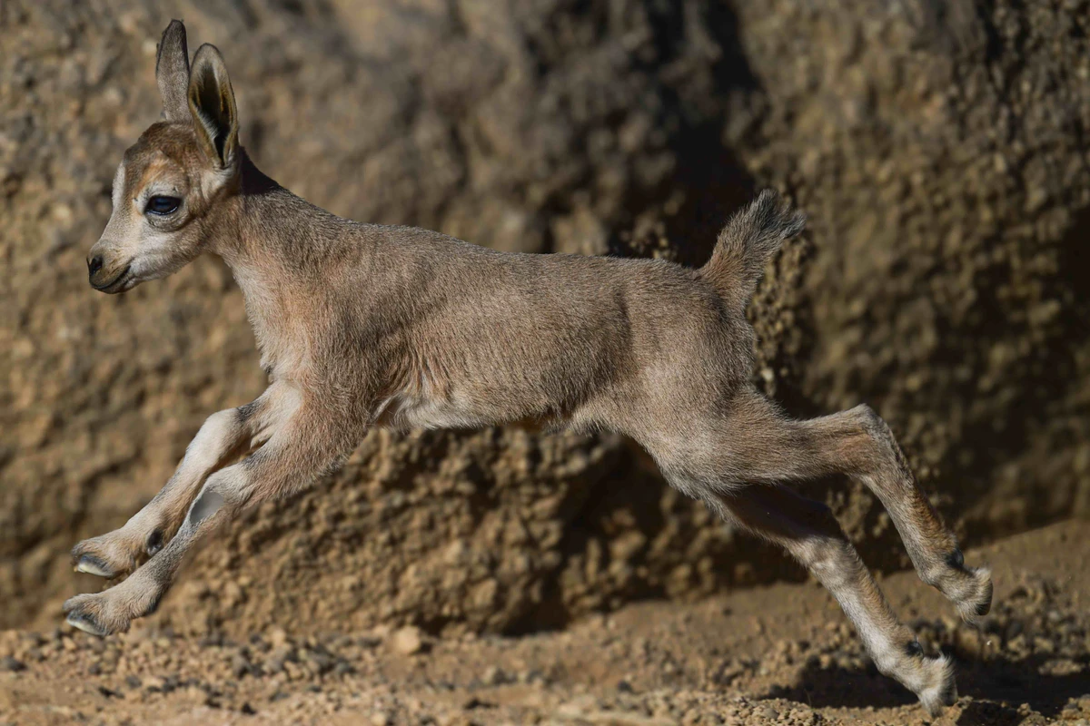 Known for being able to jump up to six feet in the air, this one-day old ibex kid is the newest arrival at Prince Mohammed bin Salman Royal Reserve. (Supplied)