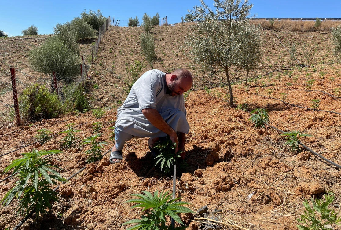 Abderrahman Talbi, a farmer, checks on cannabis plants at a field near the northern town of Bab Berred, Morocco July 11, 2025. (Reuters/File)
