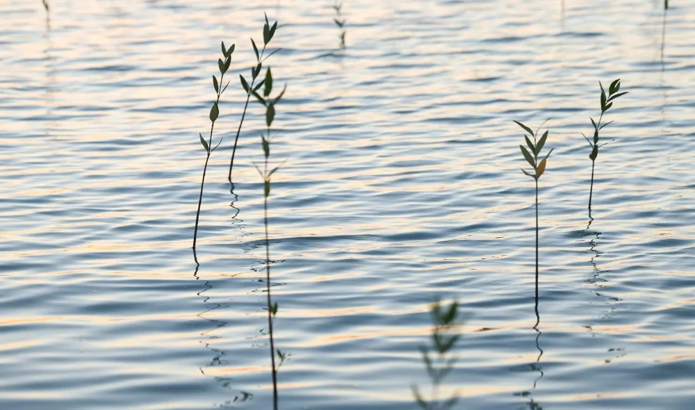 Mangrove trees produce among the most effective ecosystems for carbon absorption. (SPA Photos)