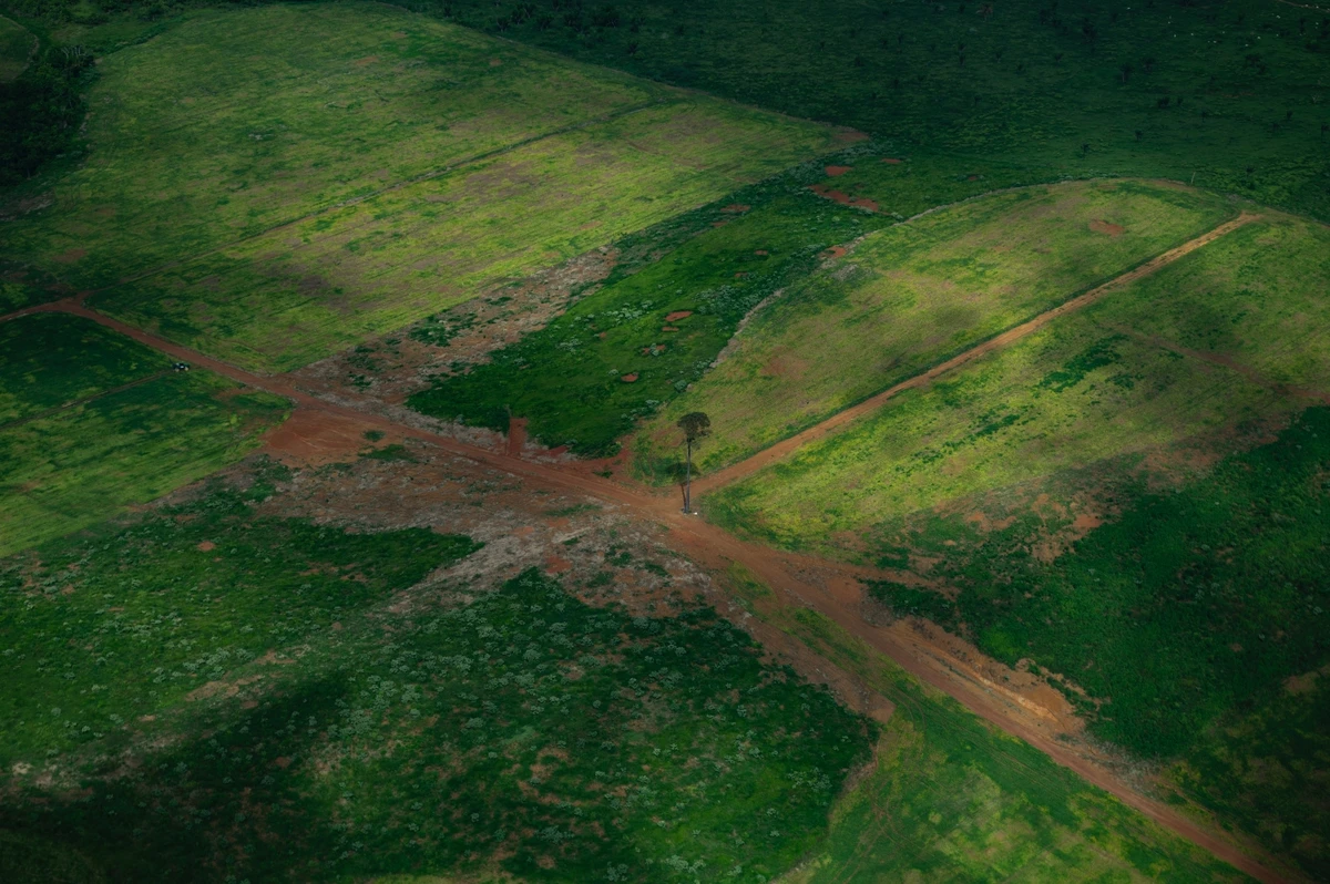 Forest protection demands rigorous oversight, transparent benefit-sharing and unwavering community engagement (File/AFP)
