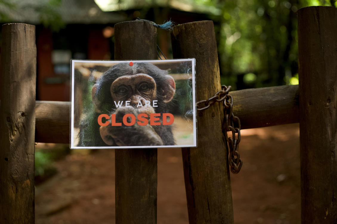 The Western Area Peninsula, home to the capital Freetown and Tacugama Chimpanzee Sanctuary, lost more than 10,000 hectares of tree cover between 2001 and 2024. (Reuters)