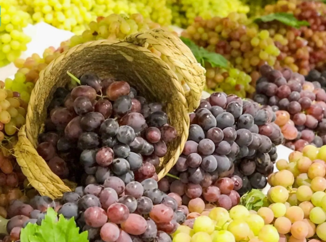 30,000 tonnes of grapes are produced each season in the Qassim region. (SPA)