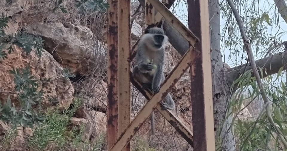 This primate incursion follows a separate incident just weeks ago, when a herd of Israeli cattle wandered into Ramieh and neighboring Aita Al-Shaab. (NNA)