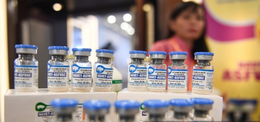 A staff member stands behind vials of African swine fever vaccine for pigs during a presentation of the vaccine in Hanoi, Vietnam. (AFP)
